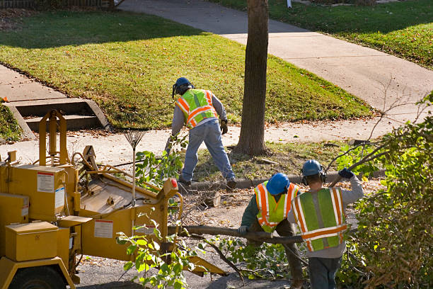 Professional Tree Care Services in Richmond, TX