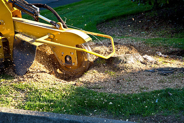 Leaf Removal in Richmond, TX